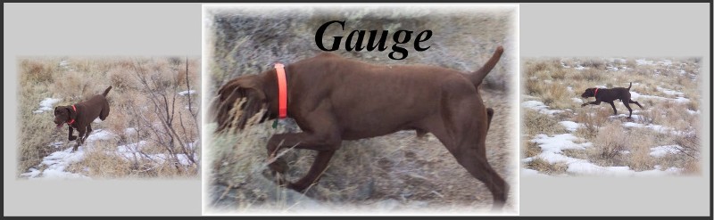 Gauge XIII, owned by Derrick Rader of Reno, NV.